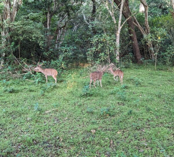 wildlife in wilpattu