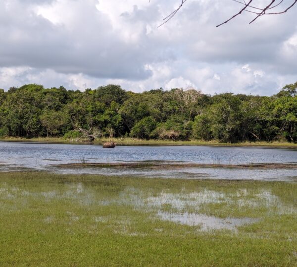 Elephant behavior in Wilpattu park