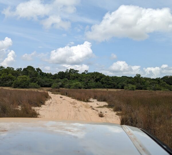 Safari track on Wilpattu