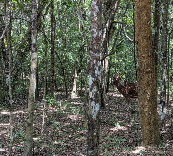wildlife in wilpattu