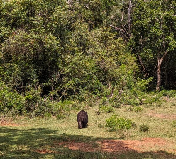 wildlife in Wilpaththu