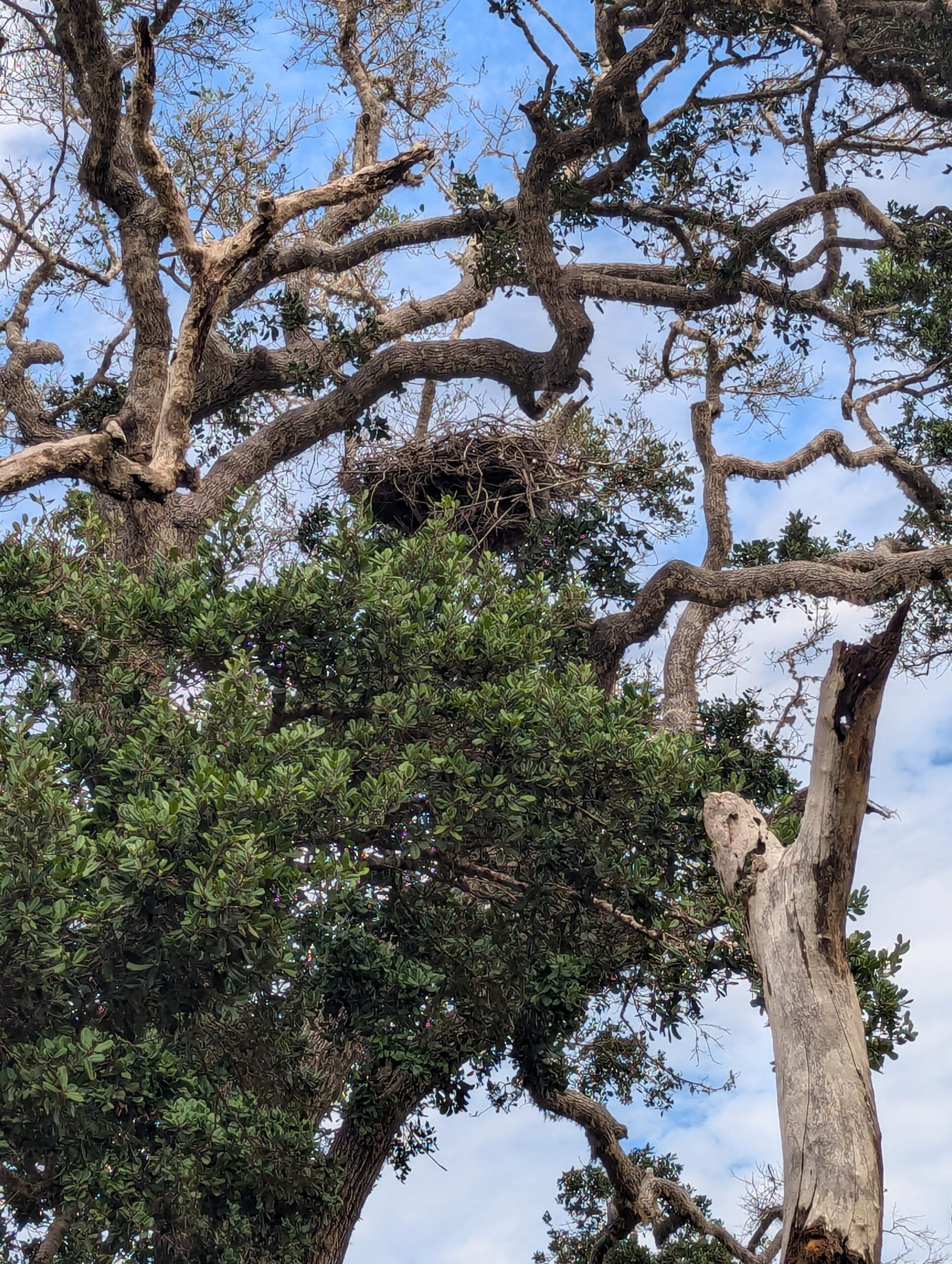 Yala National Park: Sri Lanka’s Premier Wildlife Sanctuary
