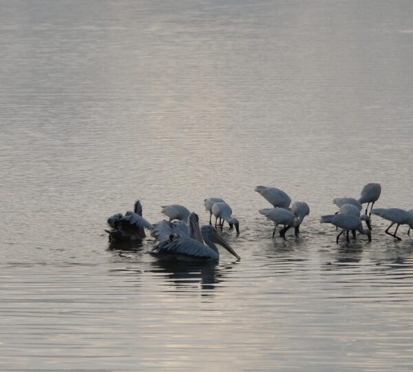 Yala national park wildlife