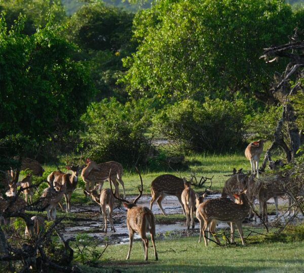 Yala national park