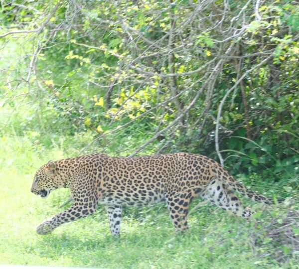 Yala national park