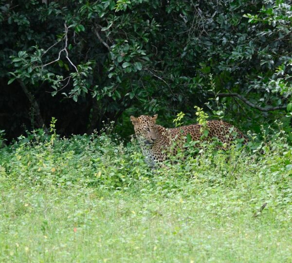 Yala national park