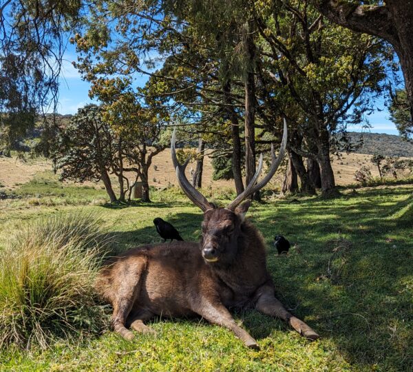 wildlife in Nuwara eliya