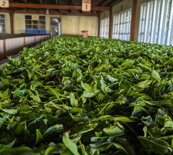 Tea plantation