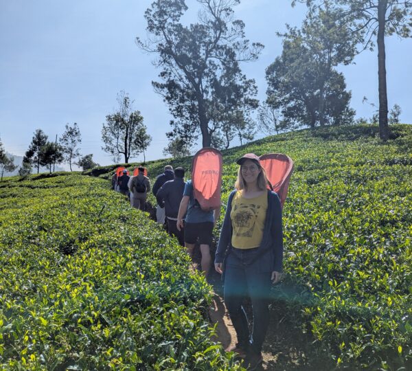 Tea plantation