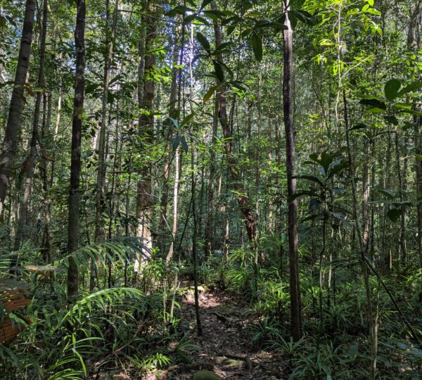 Sinharaja rain forest