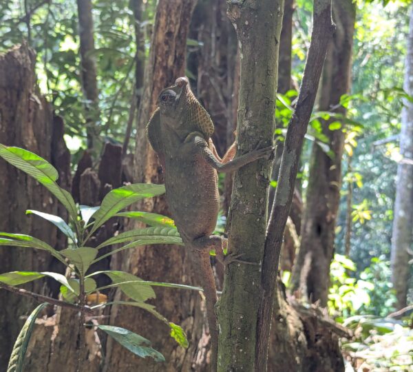 Sinharaja Rainforest