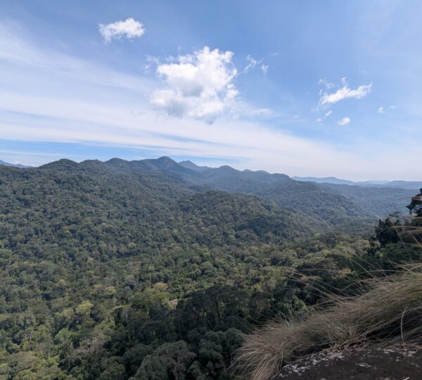 Sinharaja rain forest
