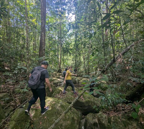 Siharaja rain forest