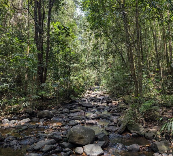 Sinharaja Rainforest