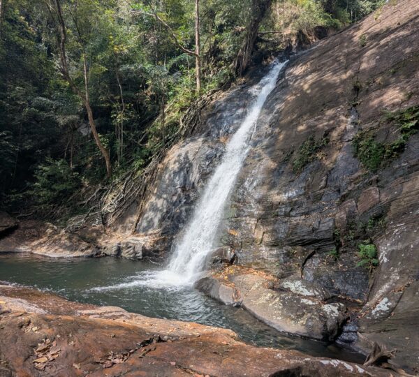 Sinharaja Rainforest
