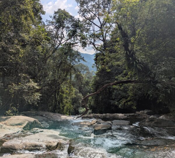 Sinharaja rain forest
