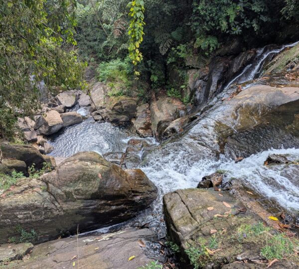 Sinharaja Rain forest