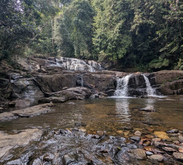 Sinharaja rain forest