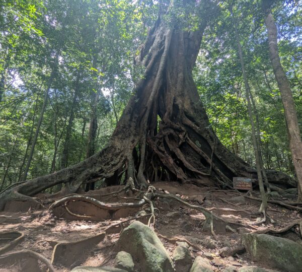 Ritigala Strict Natural Reserve