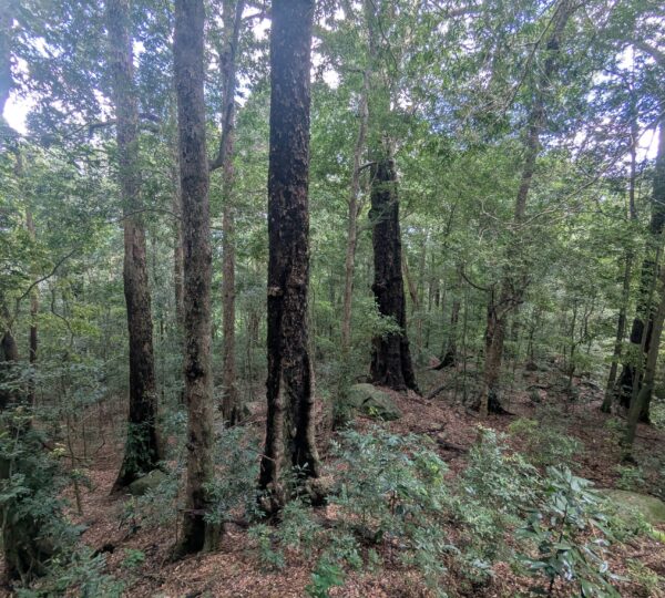 Ritigala Strict Natural Reserve