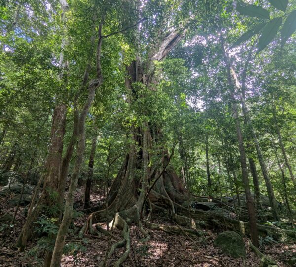 Ritigala Strict Natural Reserve