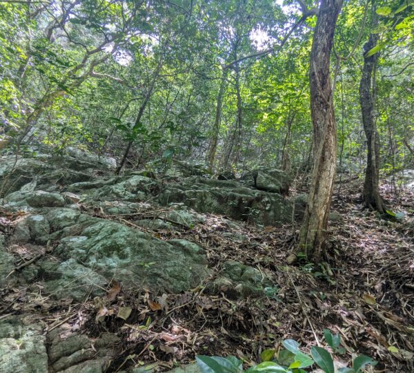 forest of Ritigala