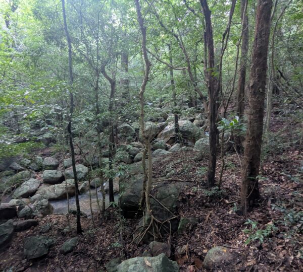 Ritigala Strict Natural Reserve