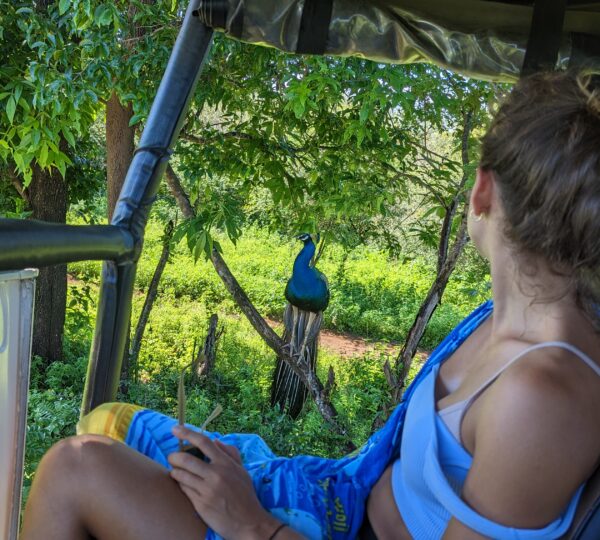 Wildlife in udawalawa