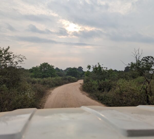 Wildlife in Udawalawa national Park