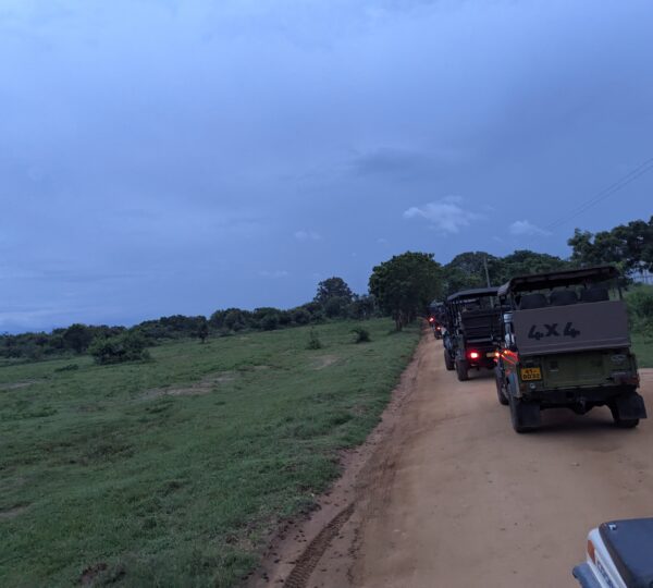 Wildlife in Udawalawa