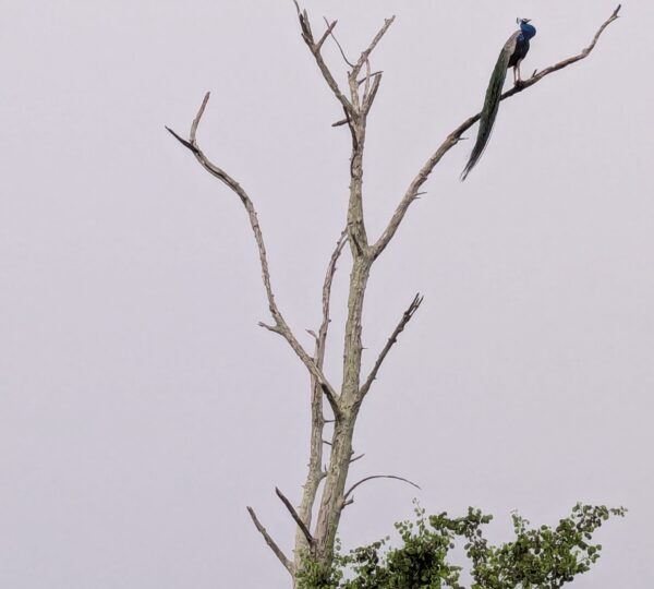 Wildlife in Udawalawa national park