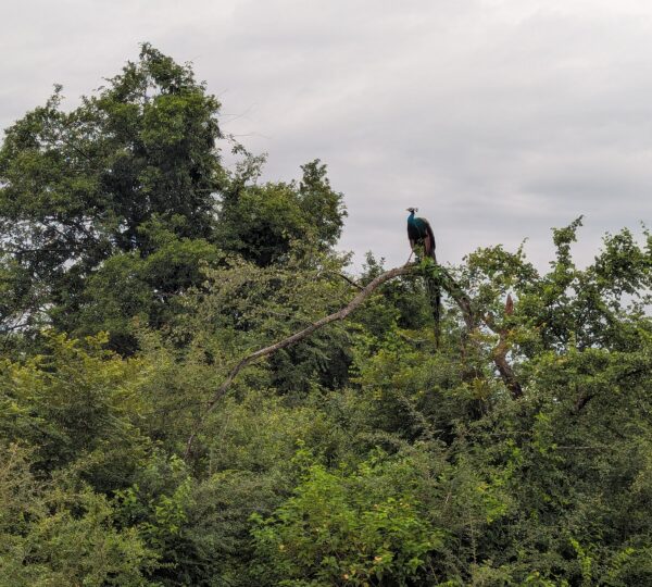 wildlife in Udawalawa
