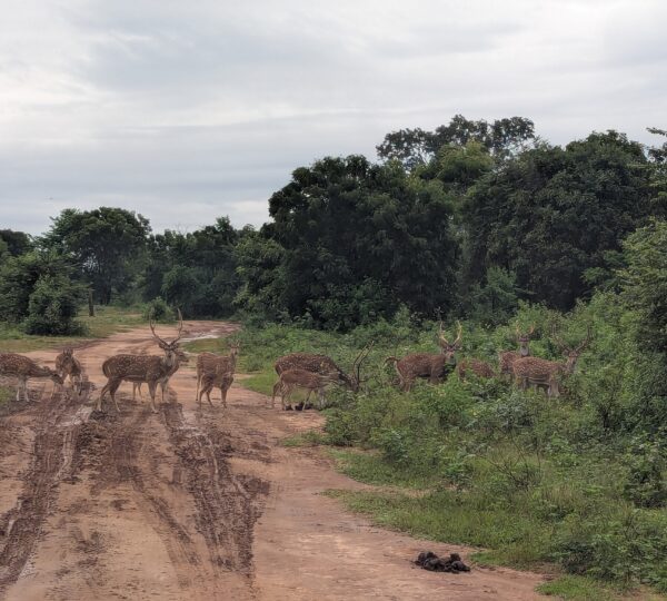 Wildlife in Udawalawa