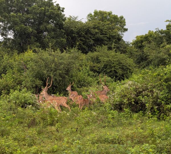 Wildlife in udawalawa