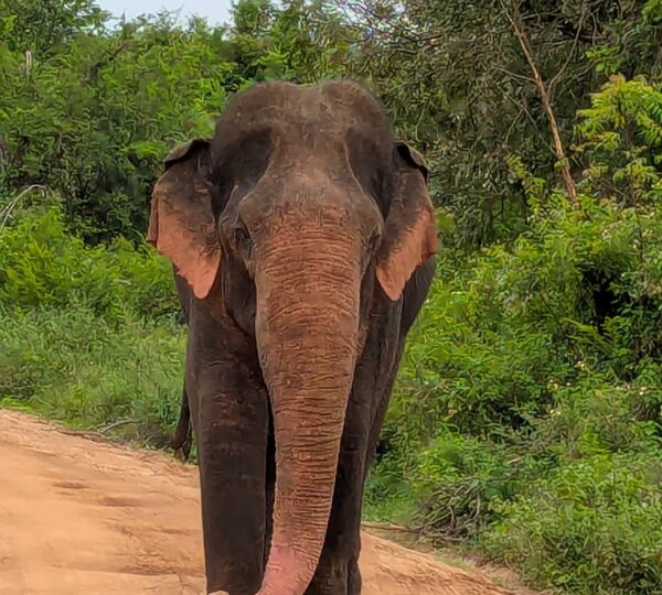 Wildlife in Udawalawa