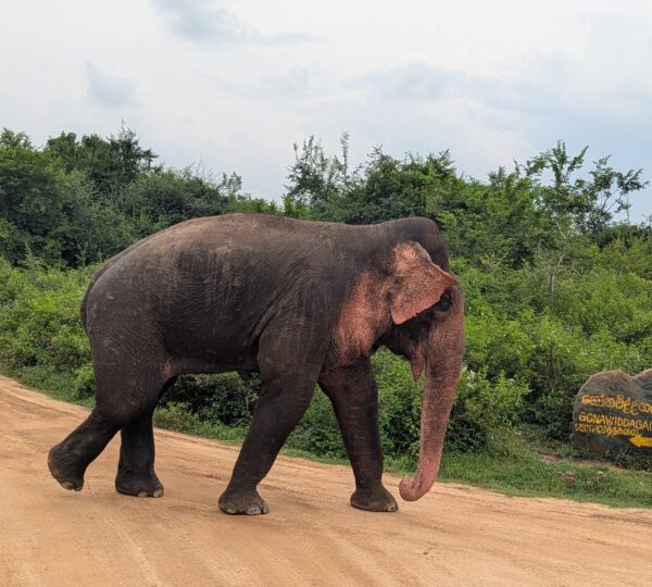 wildlife in Udawalawa national park