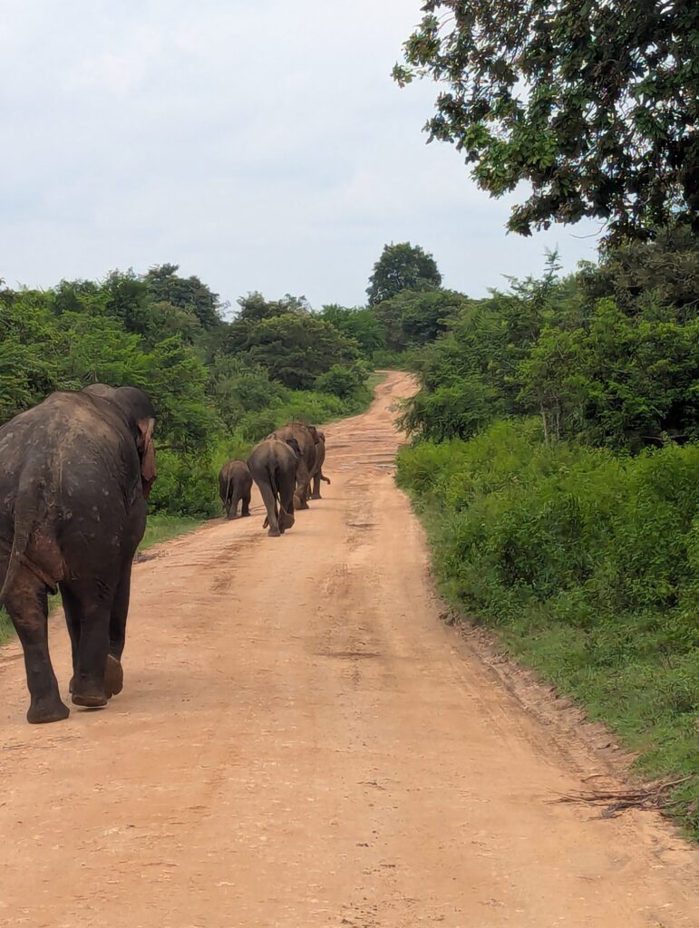 Introduction to Udawalawe National Park – Where Elephants Roam Wild and Free